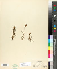 Nothocalais alpestris image