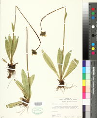 Hieracium x marianum image