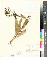 Hieracium scouleri image