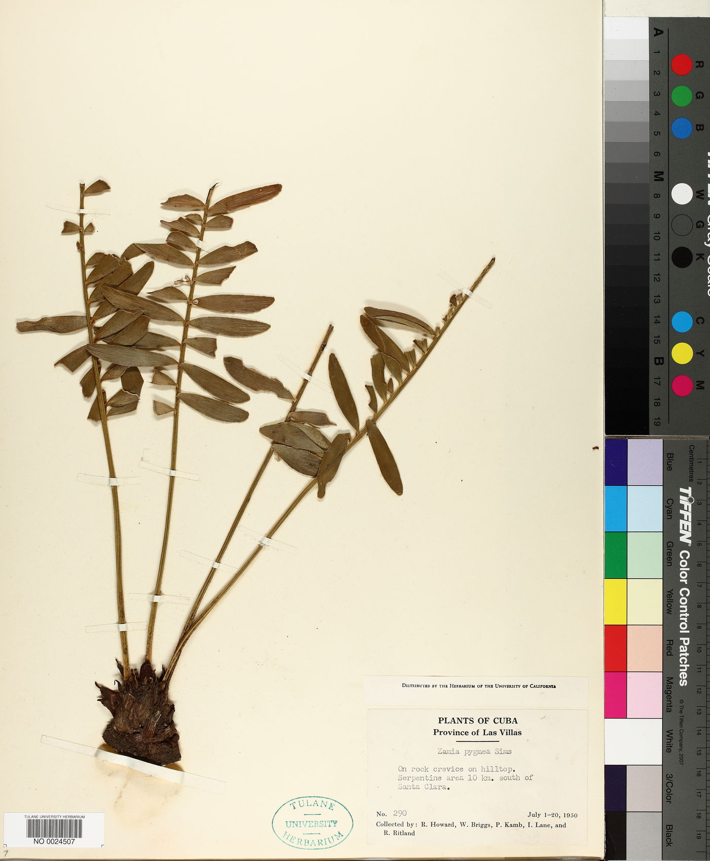 Zamia pygmaea image