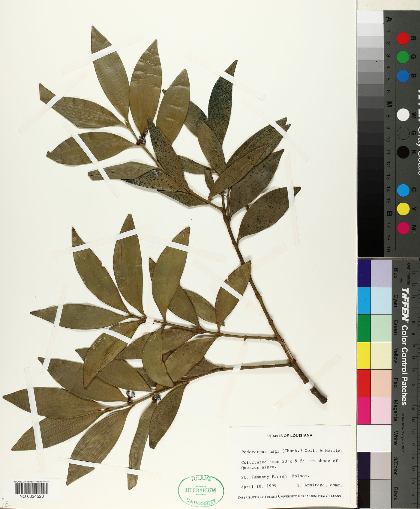 Podocarpus nagi image
