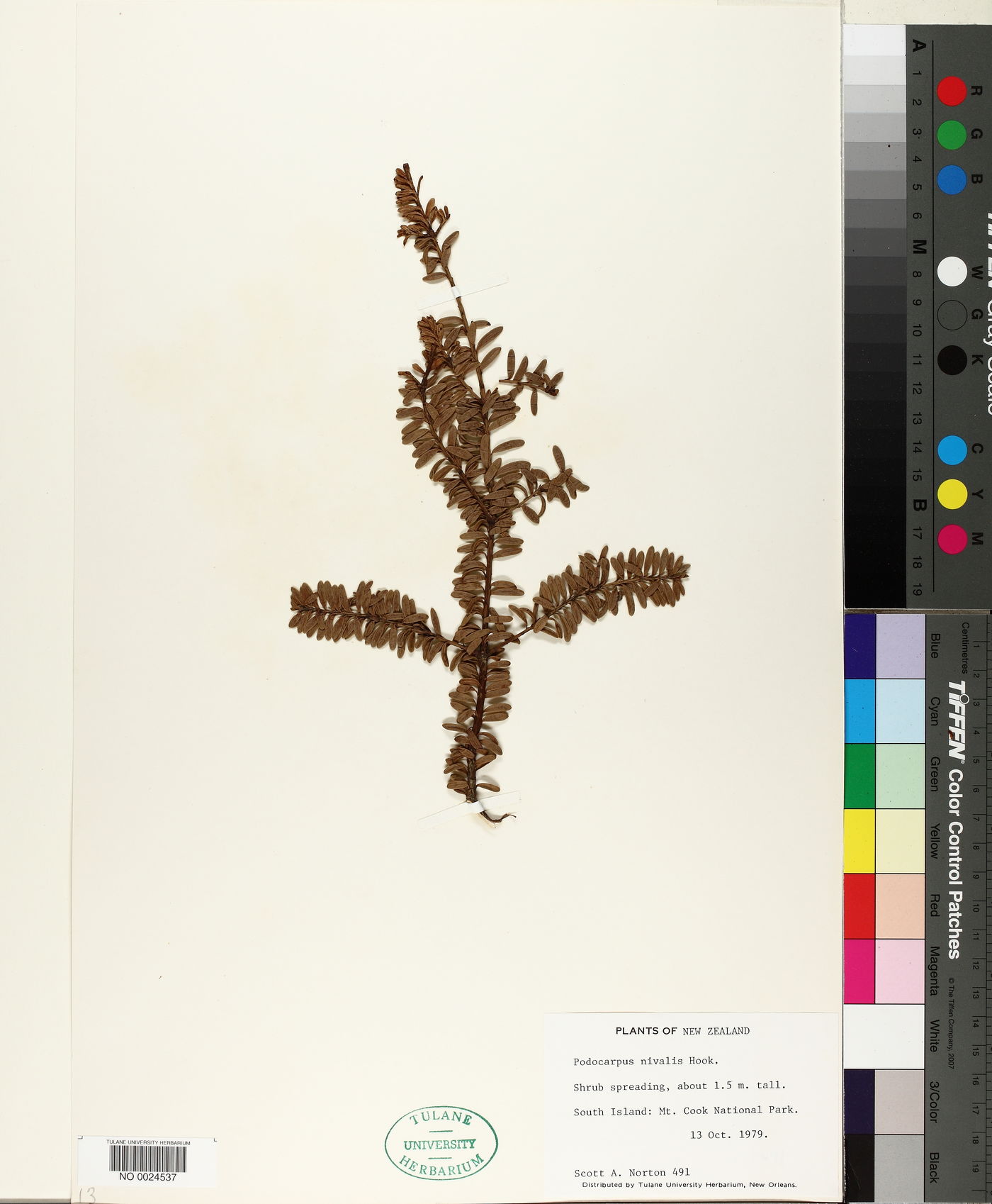 Podocarpus nivalis image