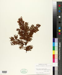 Podocarpus ferrugineus image