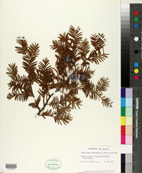 Podocarpus ferrugineus image