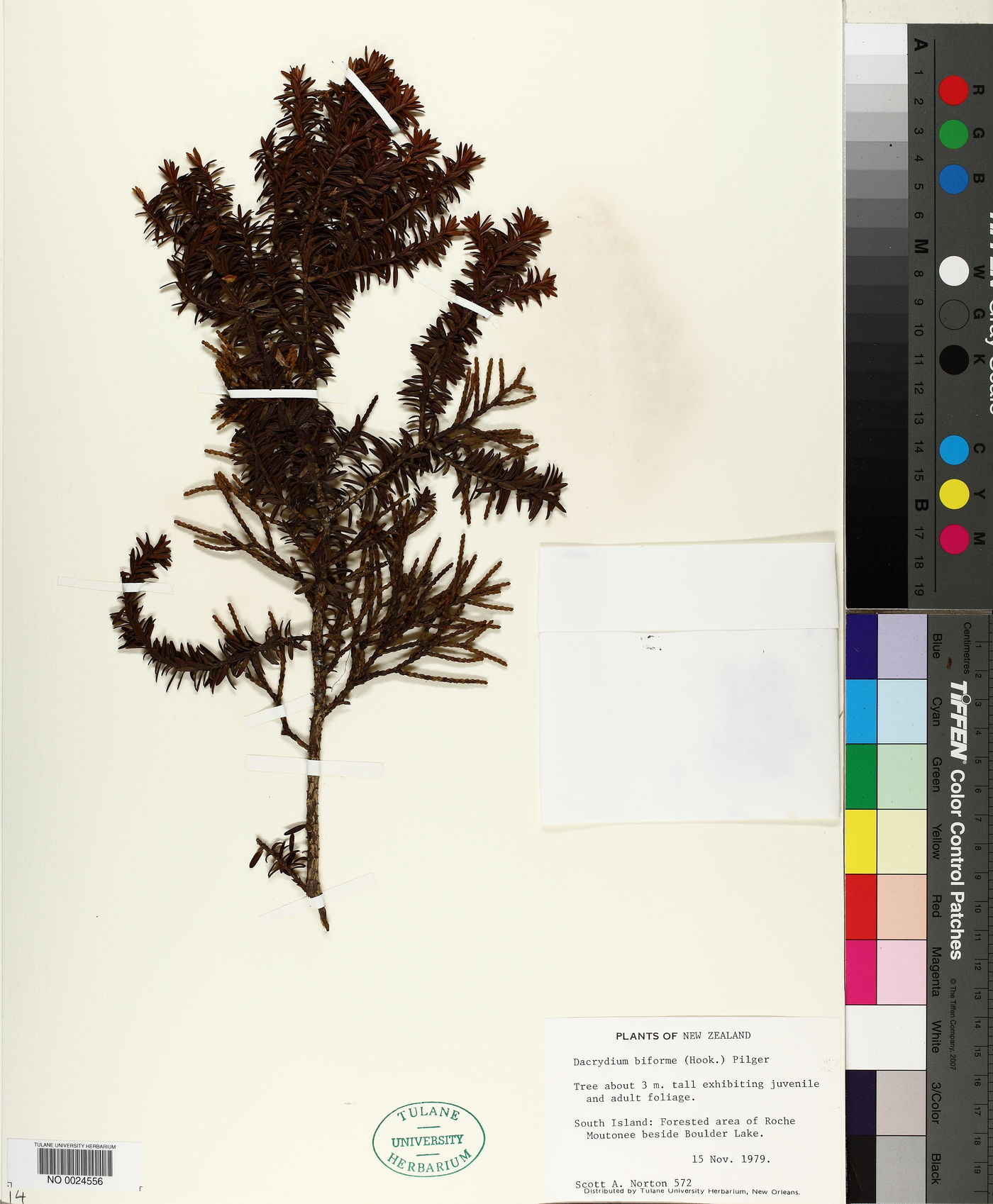 Dacrydium biforme image