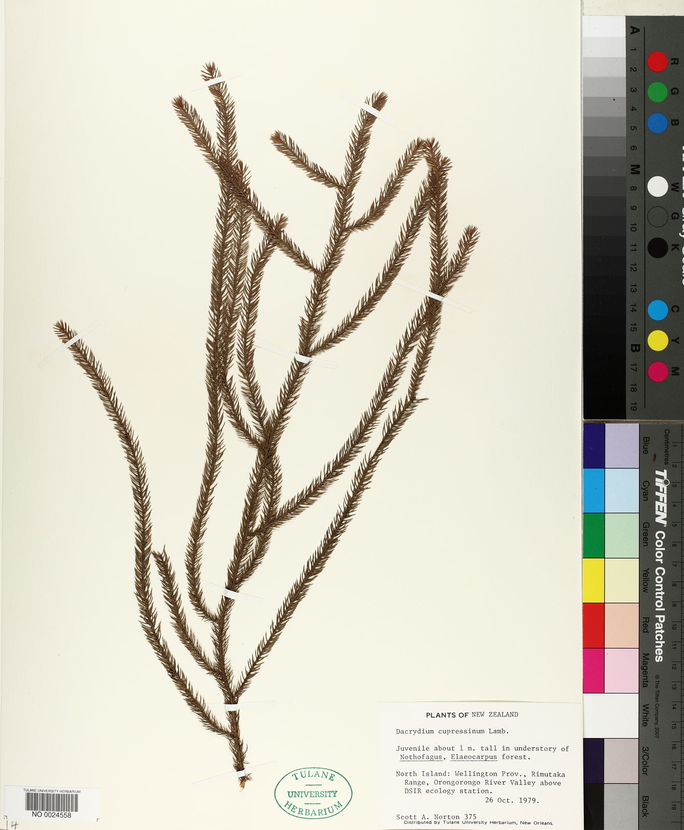 Dacrydium image