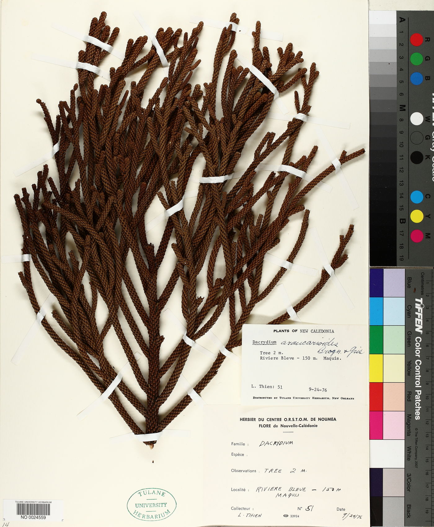 Dacrydium araucarioides image