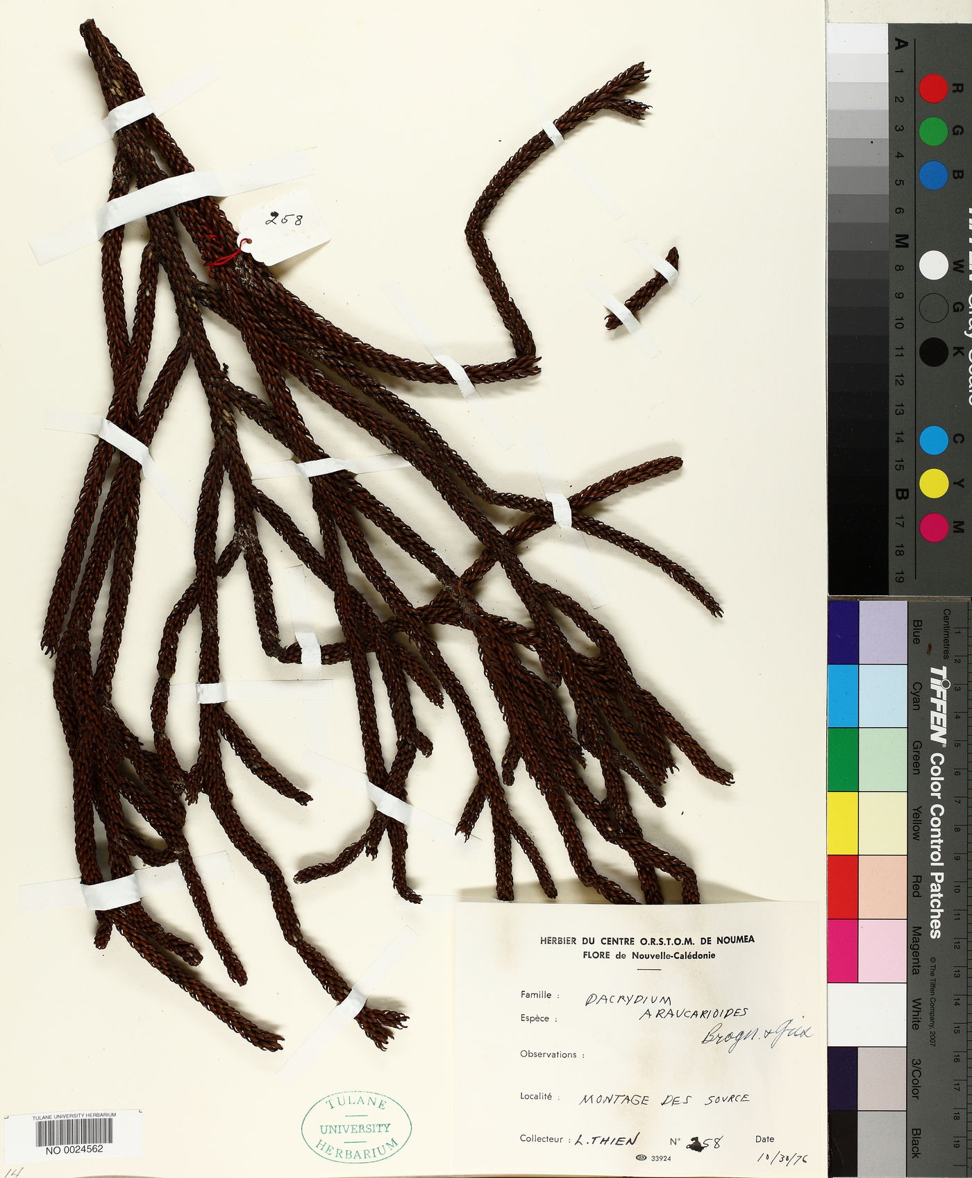 Dacrydium araucarioides image