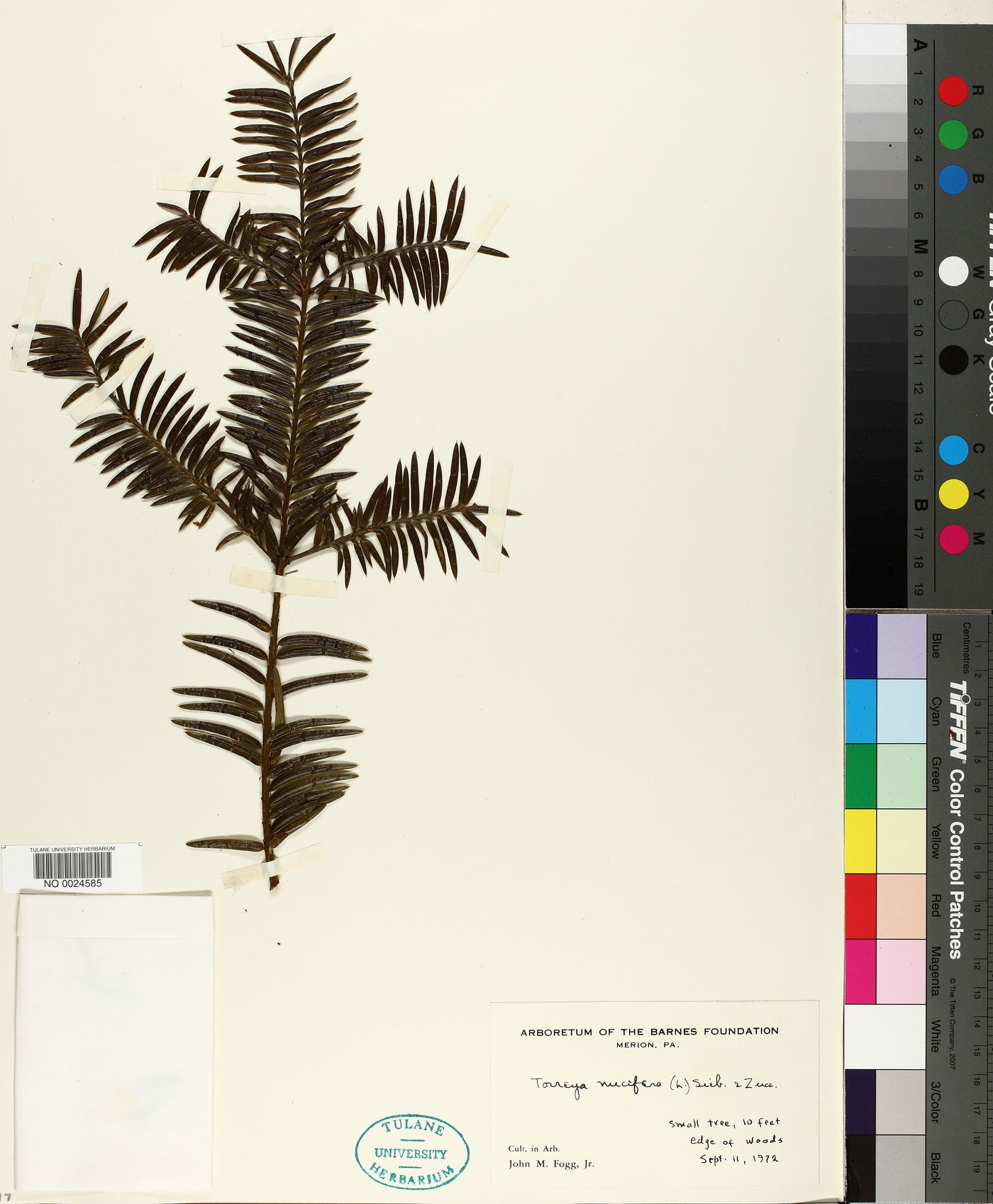 Torreya nucifera image