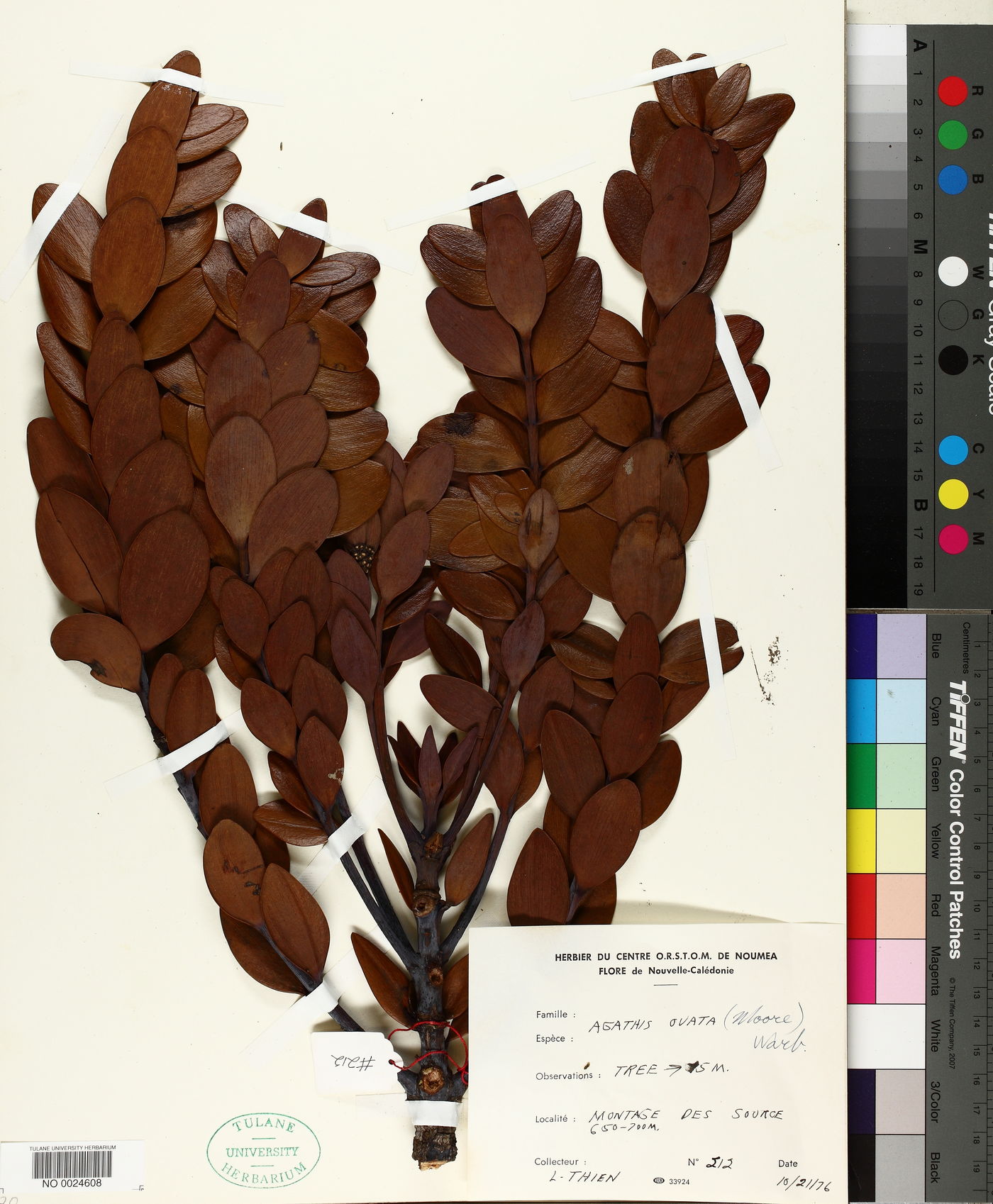Agathis ovata image