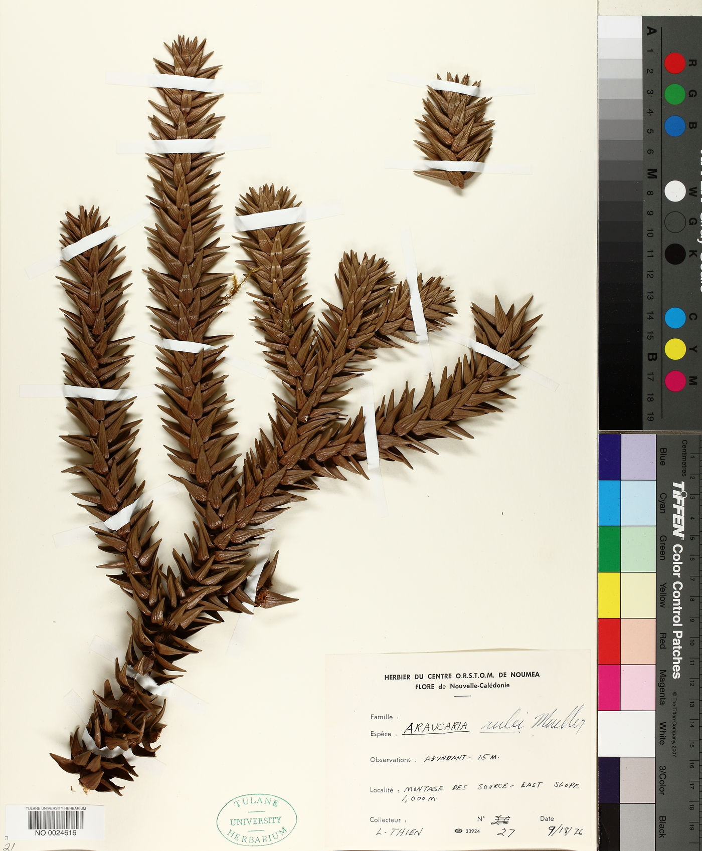 Araucaria rulei image