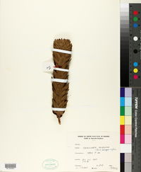 Image of Araucaria muelleri