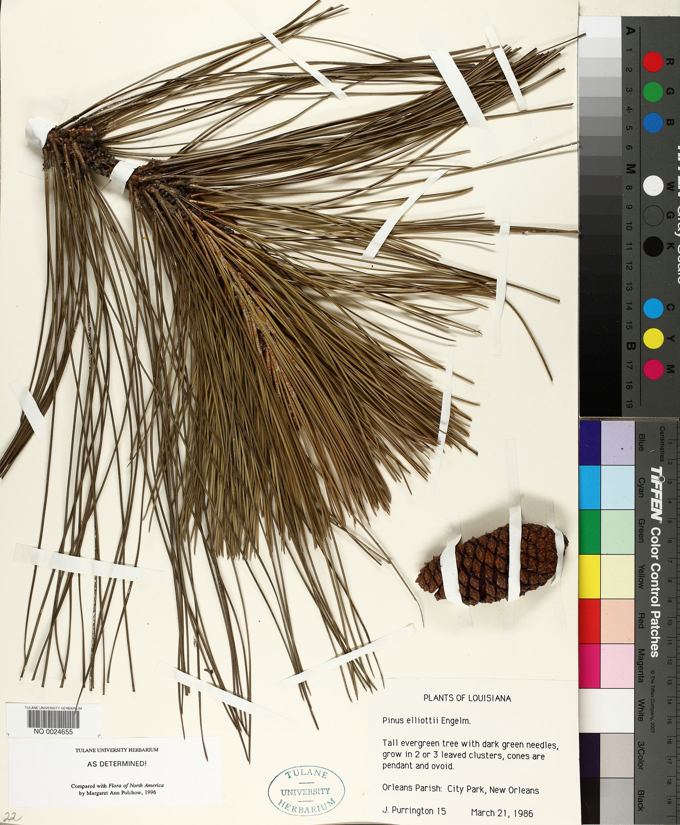 Pinus elliottii image