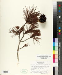 Pinus clausa image