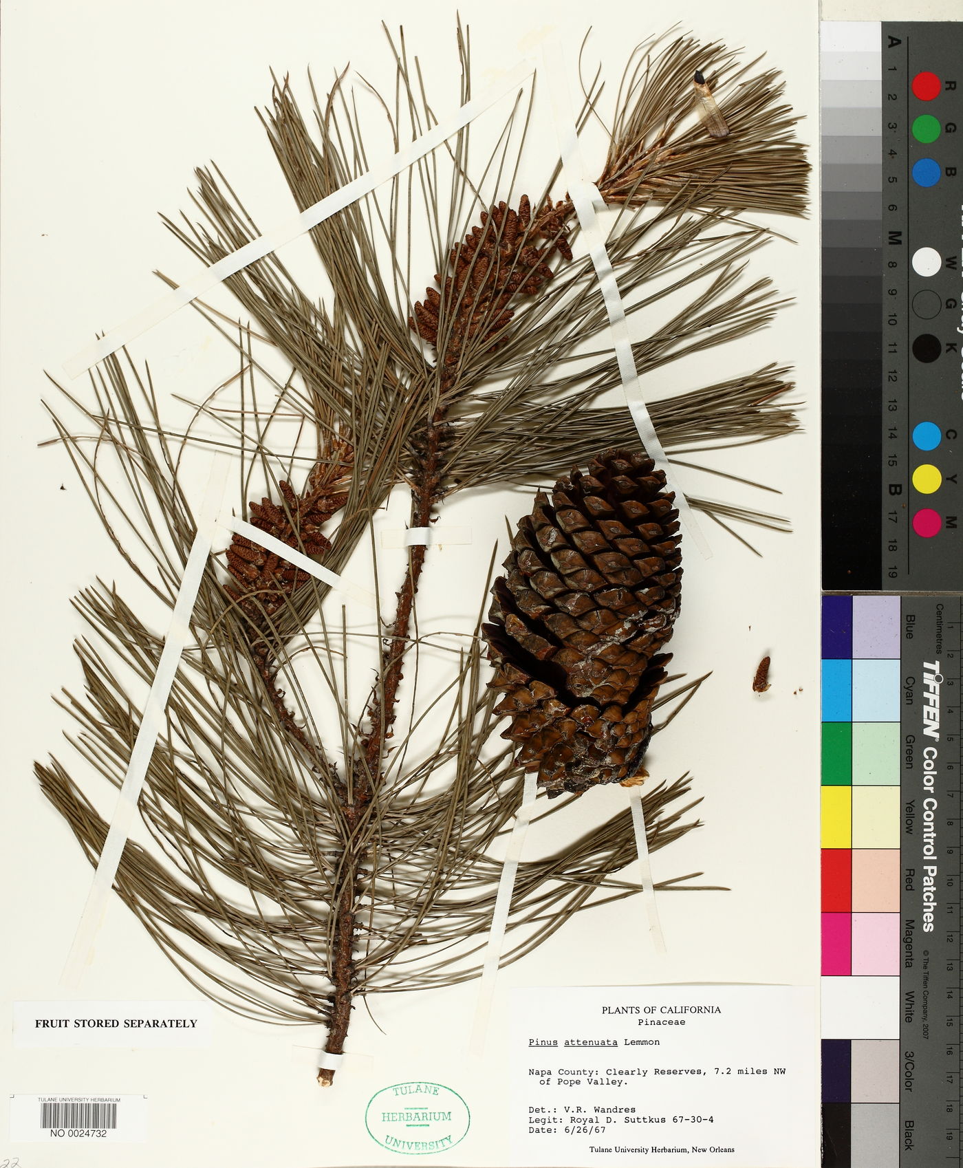 Pinus contorta var. contorta image