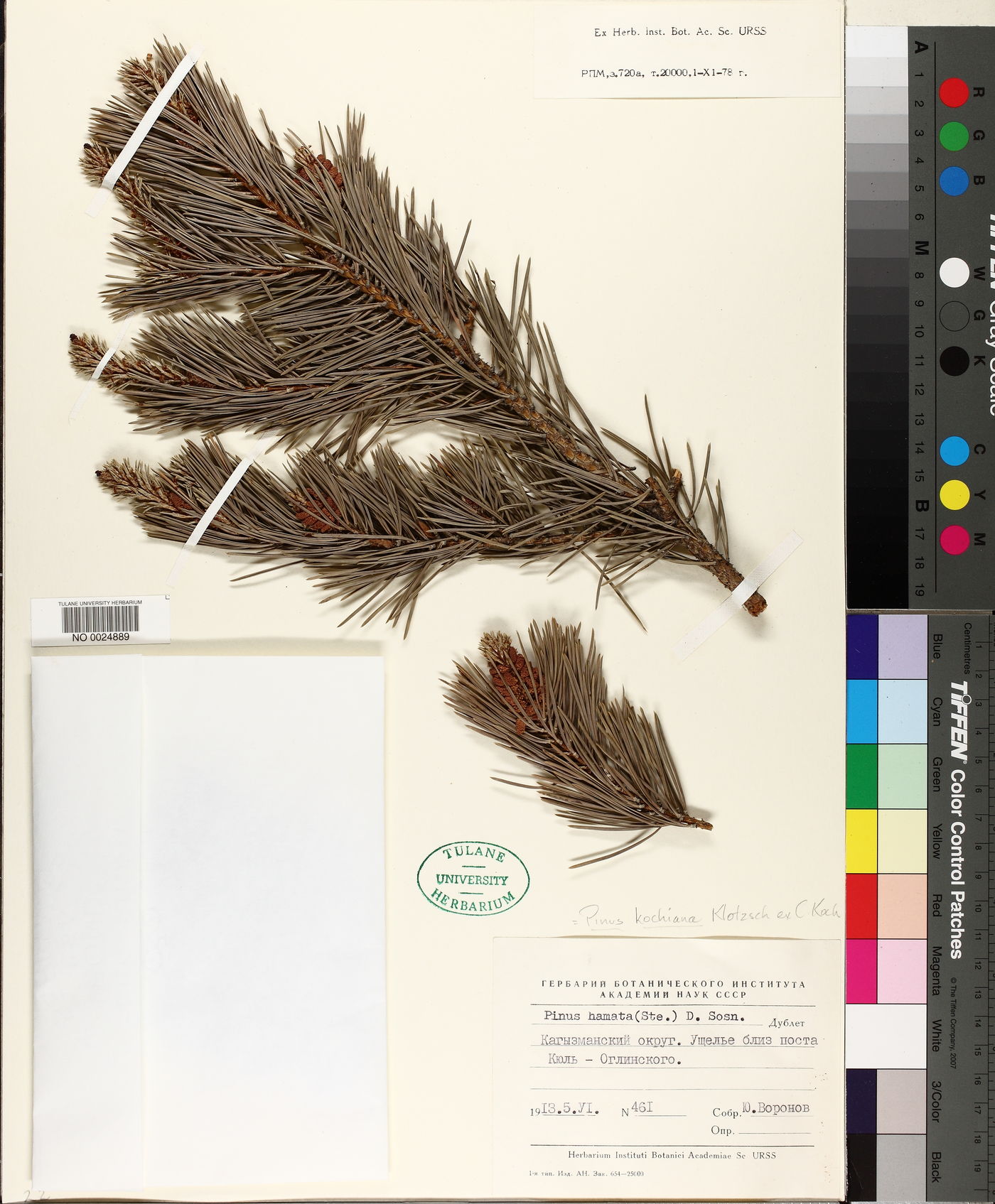Pinus kochiana image