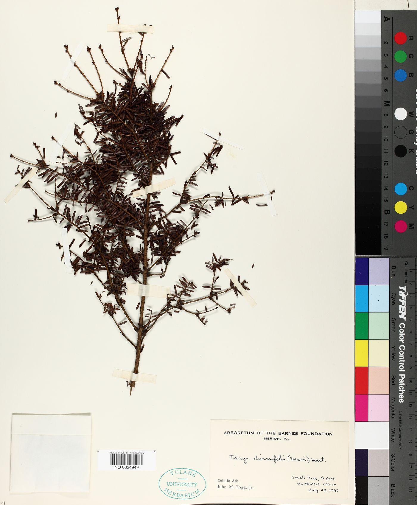 Tsuga diversifolia image