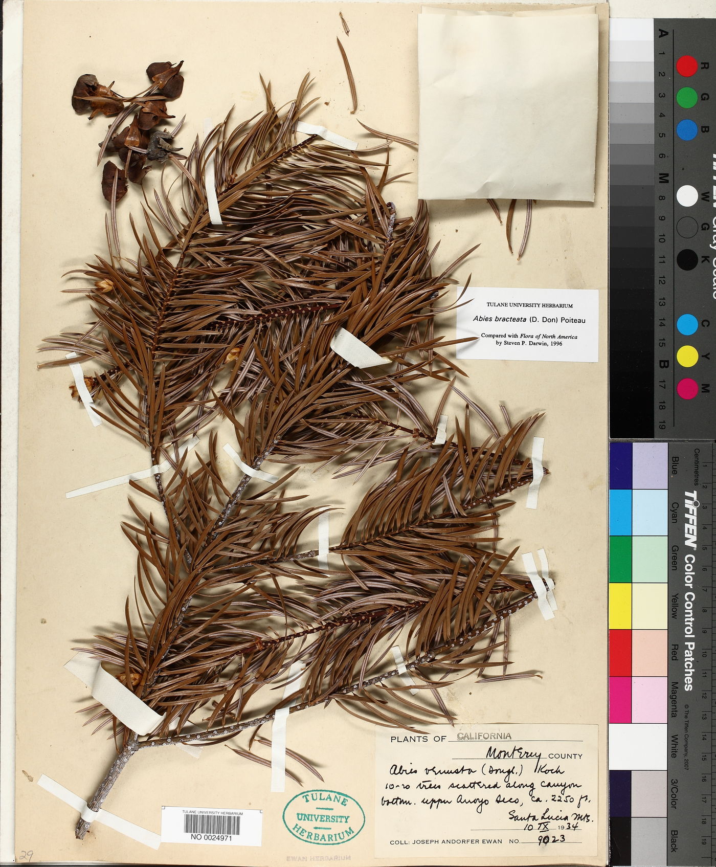 Abies bracteata image