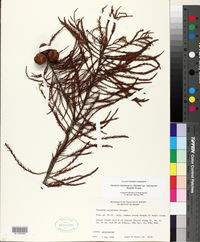 Taxodium distichum var. imbricarium image