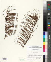 Taxodium distichum var. imbricarium image