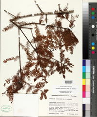 Taxodium distichum var. distichum image