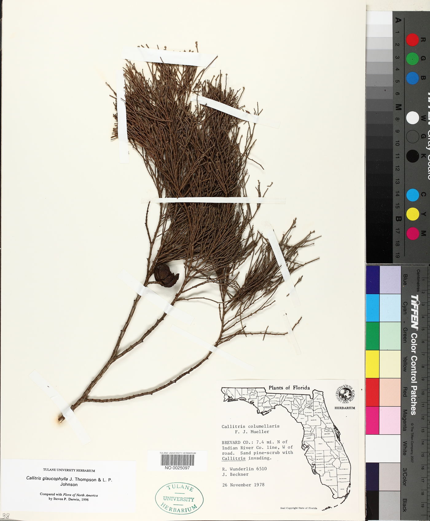 Callitris glaucophylla image