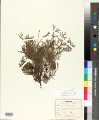 Platycladus orientalis image