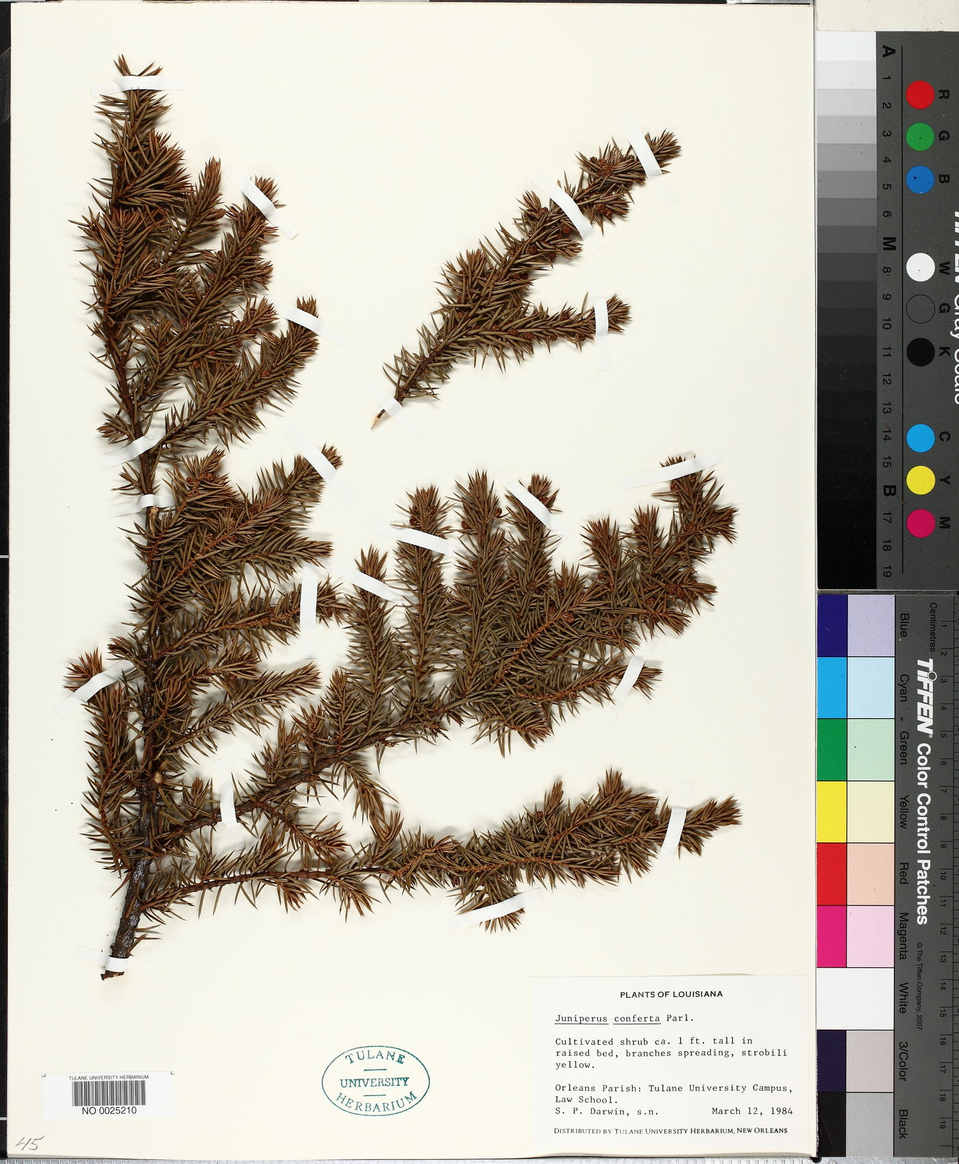 Juniperus conferta image