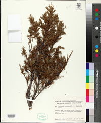 Juniperus communis var. depressa image