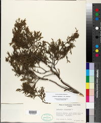 Juniperus virginiana var. virginiana image