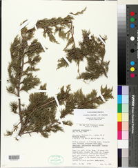 Juniperus virginiana var. virginiana image