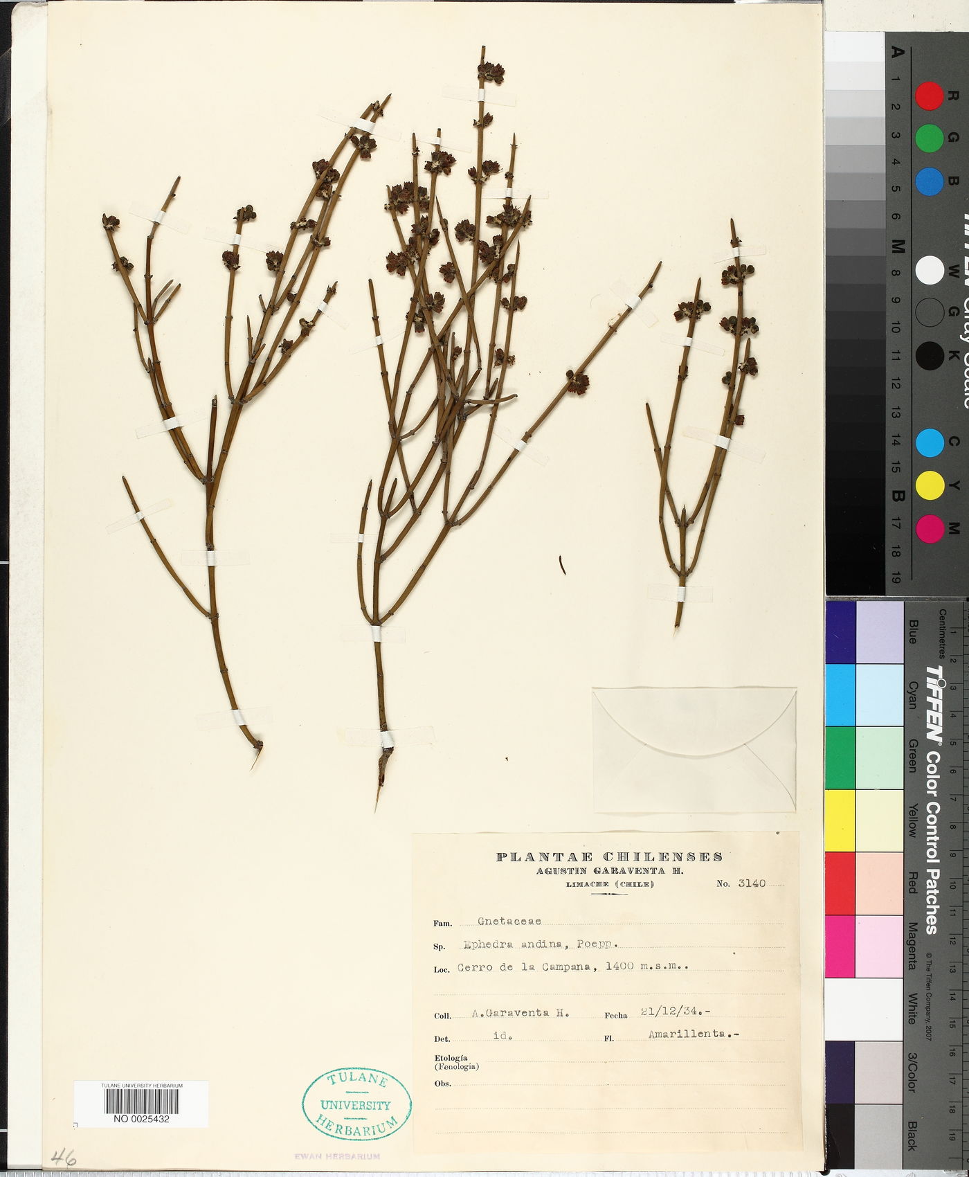 Ephedra andina image