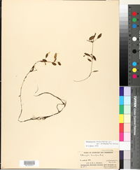 Potamogeton diversifolius var. trichophyllus image