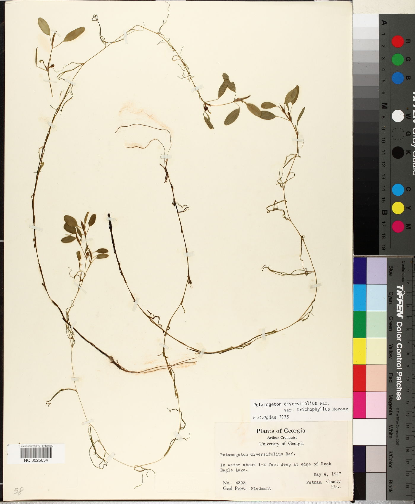 Potamogeton diversifolius var. trichophyllus image