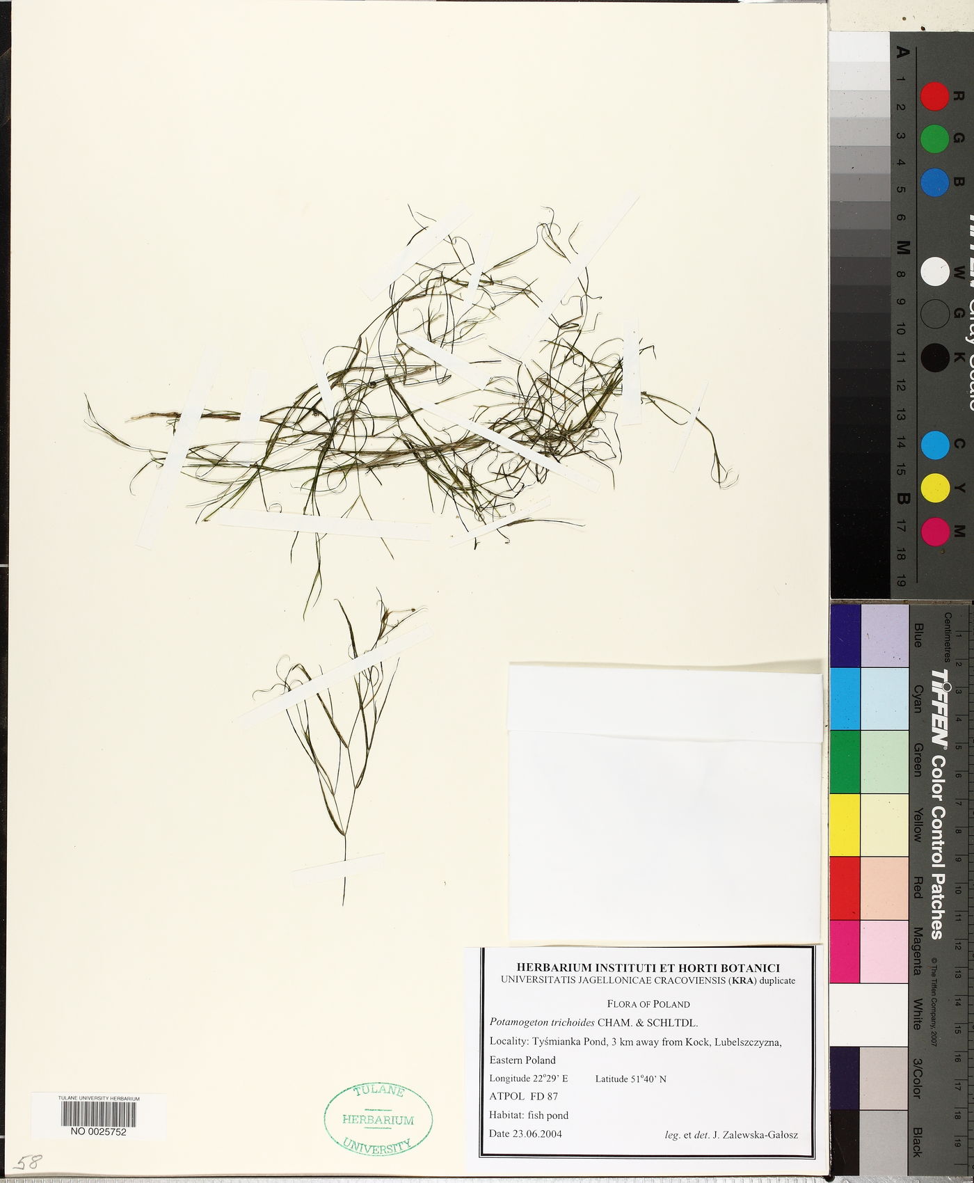Potamogeton trichoides image