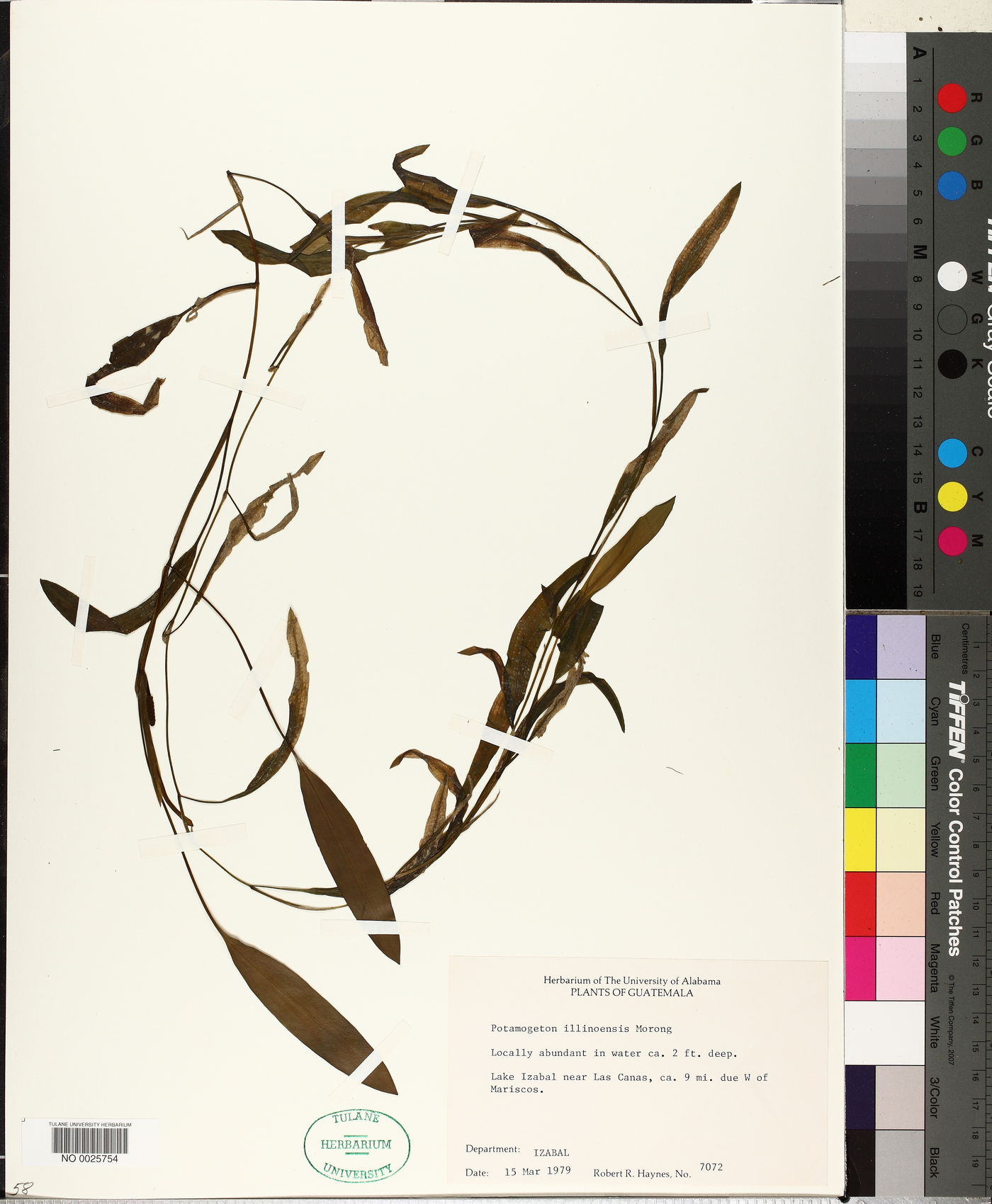 Potamogetonaceae image