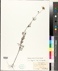 Bidens mitis image