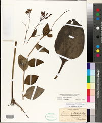 Arnoglossum ovatum image