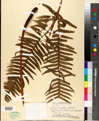 Pteridium revolutum image