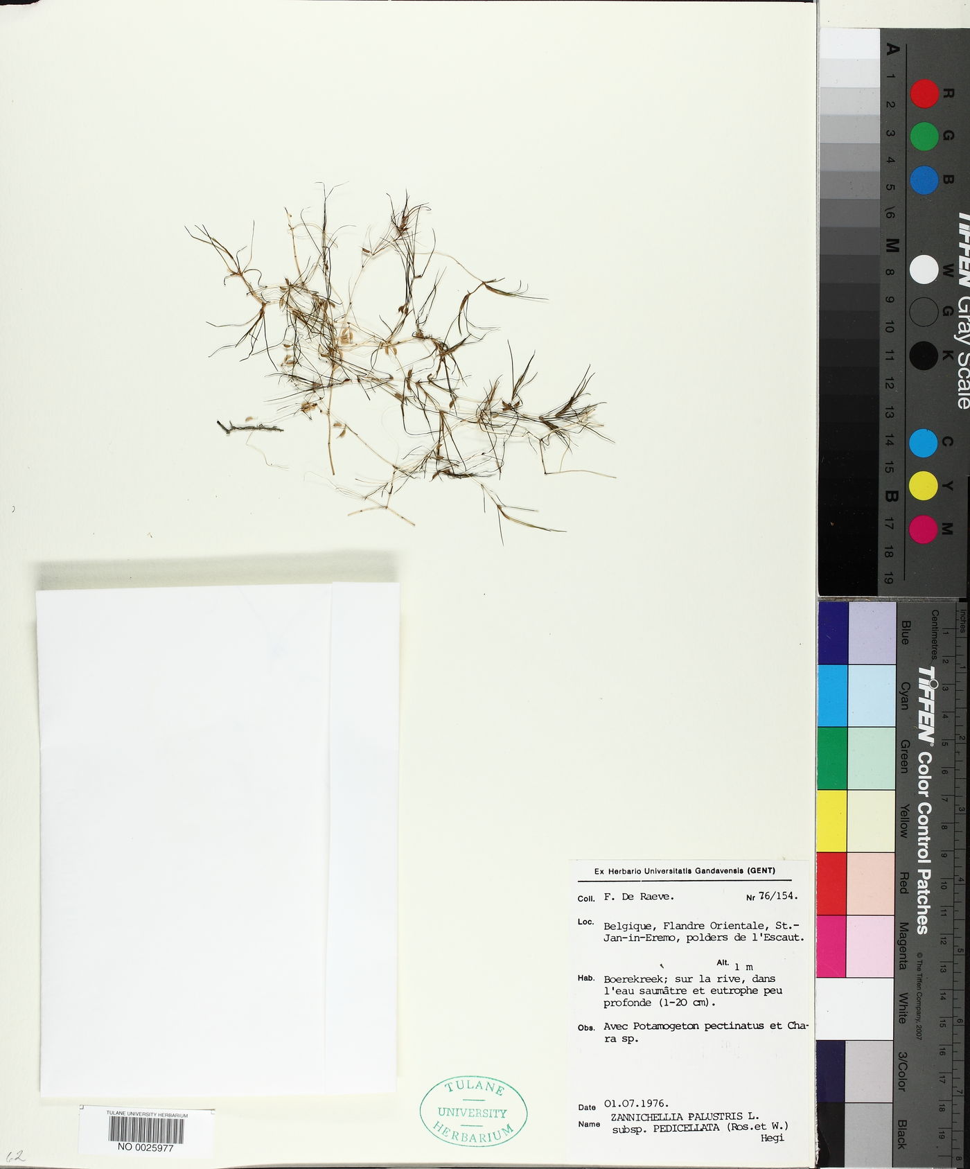 Zannichellia palustris subsp. pedicellata image