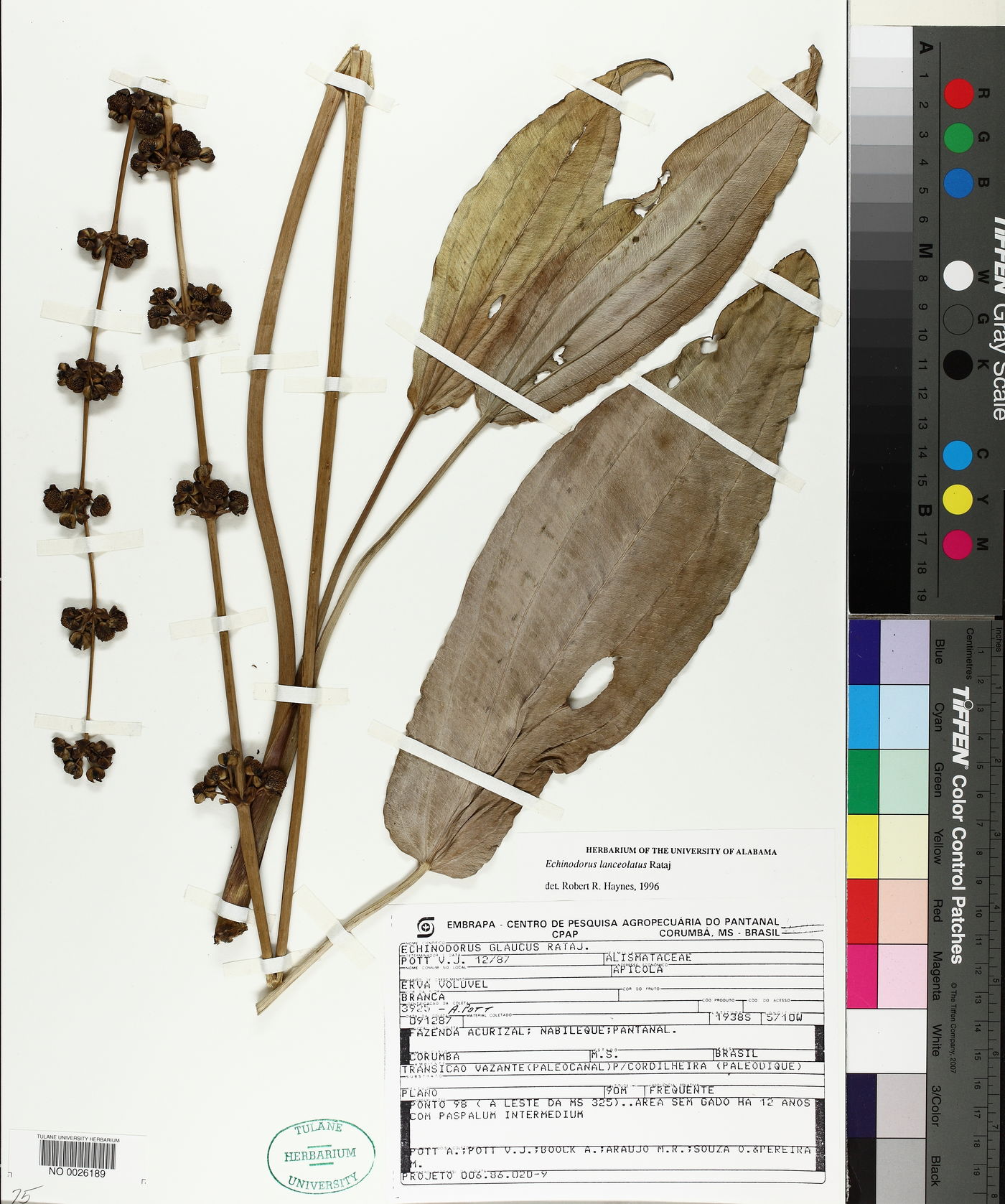 Echinodorus lanceolatus image