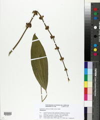 Echinodorus andrieuxii image