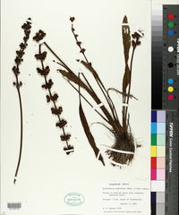 Echinodorus andrieuxii image