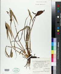 Image of Sagittaria trifolia