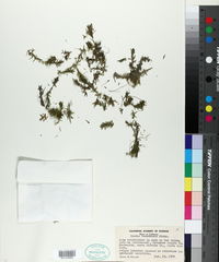 Elodea canadensis image