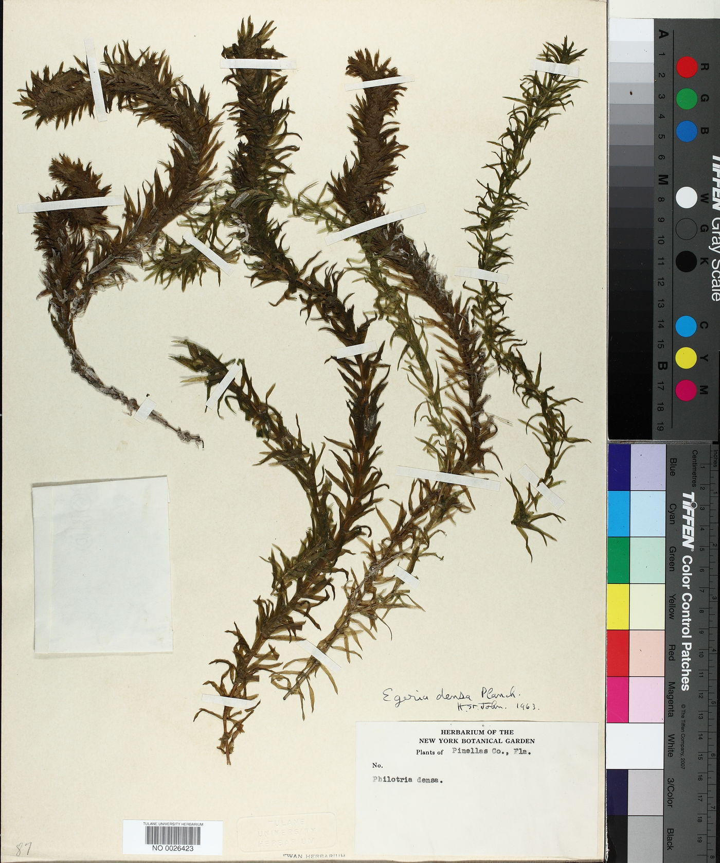 Elodea densa image