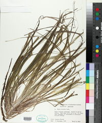 Blyxa aubertii image