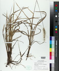 Imperata brasiliensis image