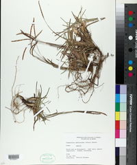 Eremochloa ophiuroides image