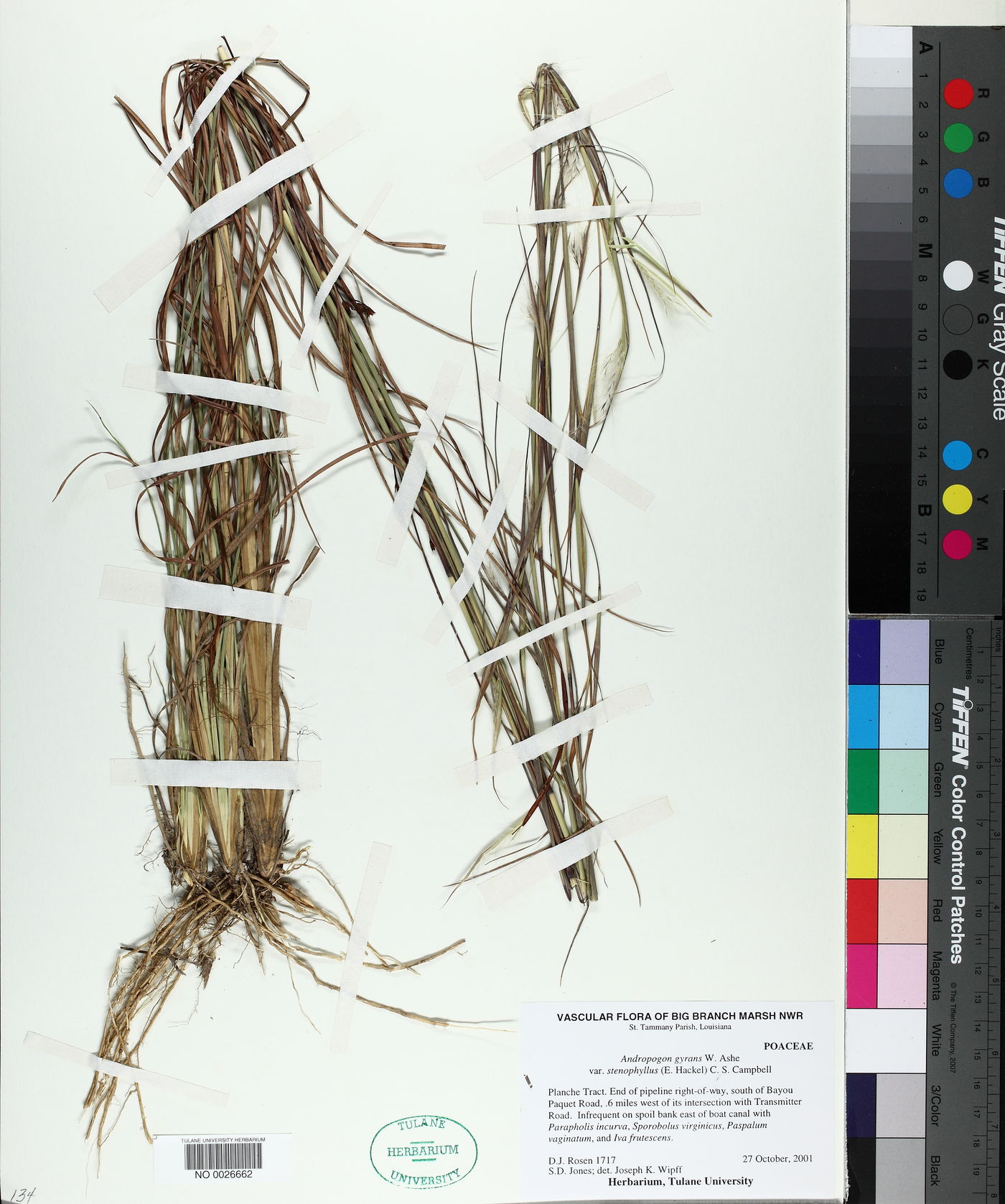 Andropogon gyrans var. stenophyllus image